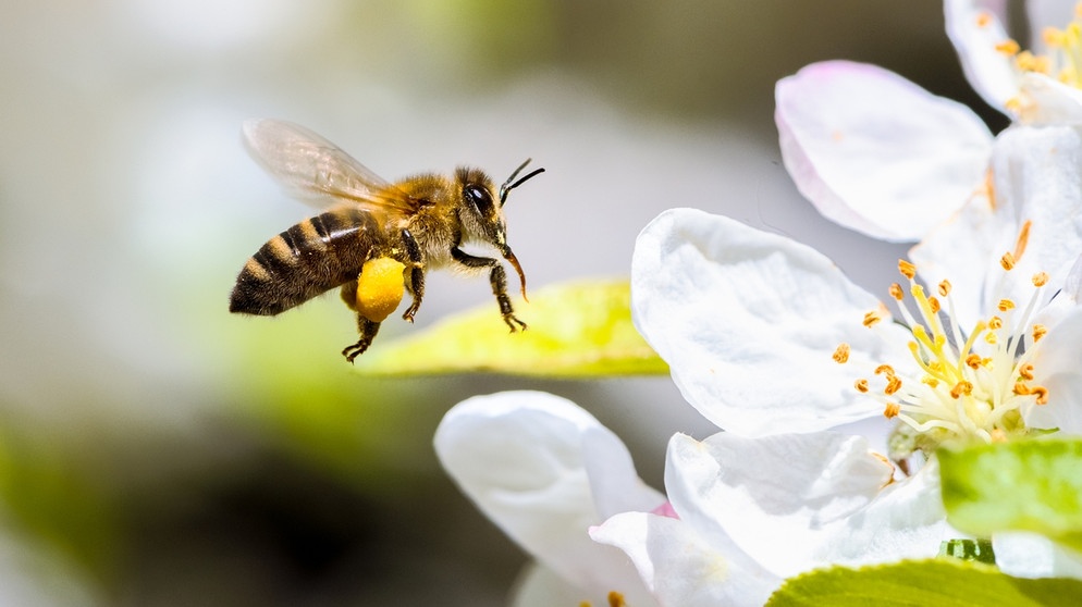 Eine Biene beim Bestäuben einer Blüte | Bild: colourbox.com