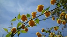 Ein Ranunkelstrauch (Kerria japonica) vor einem blauem Himmel. Ranunkelsträucher sind wunderschön, aber für Insekten und die Biodiversität oft nutzlos.  | Bild: picture-alliance/dpa