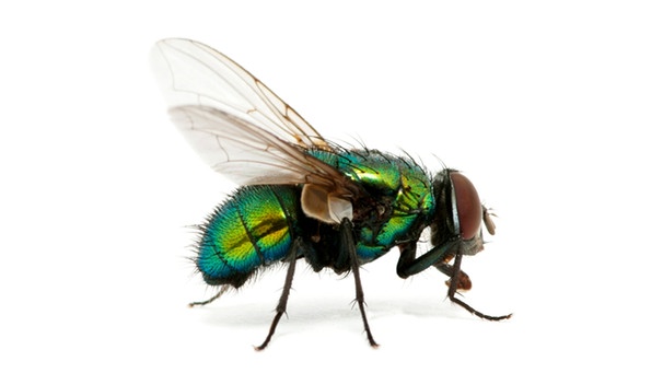 Eine Fliege in Nahaufnahme. Fliegen sind nützliche Insekten und aus der Natur nicht wegzudenken. | Bild: colourbox.com