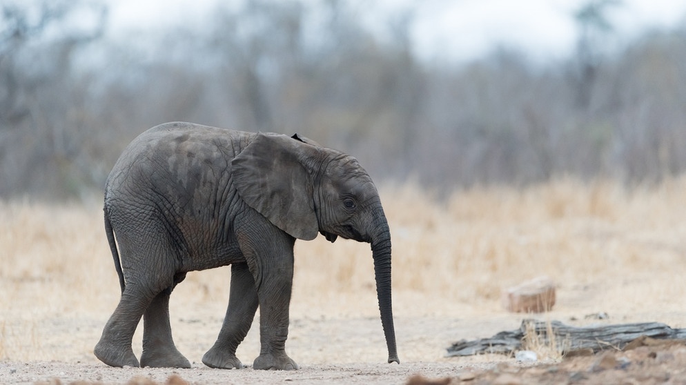 Ein kleiner Elefant läuft durch eine Buschlandschaft. Auch Elefanten sind vom Aussterben bedroht. Dabei sind Elefanten Ökosystemingenieure und wichtig für die Biodiversität. | Bild: colourbox.com