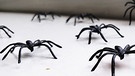 Mehrere Spinnen kriechen vom Fenster aus in den Raum | Bild: colourbox.com