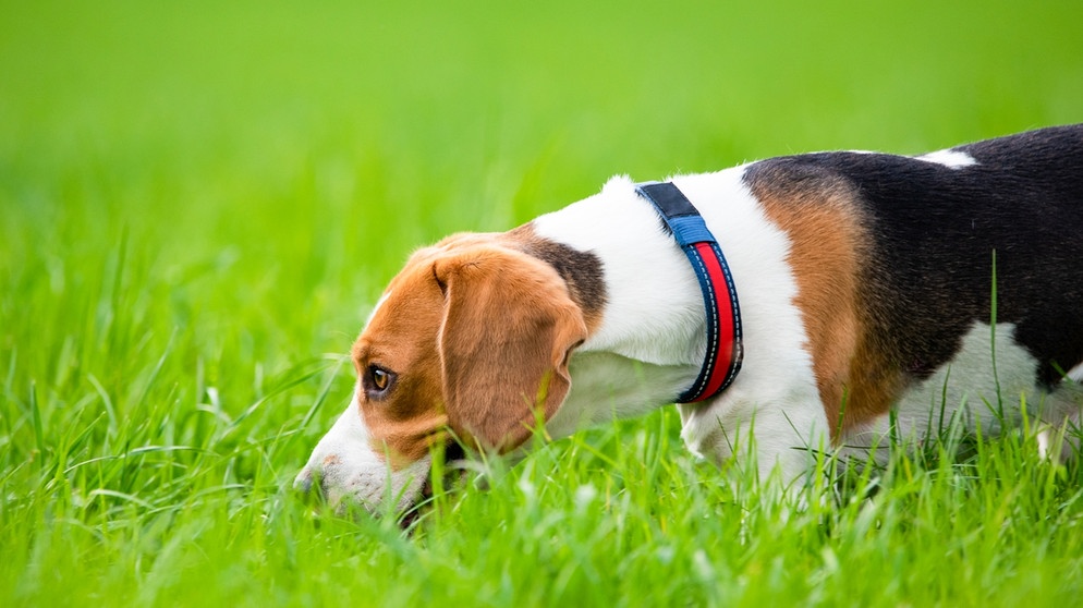 Beagle, der etwas im Gras wittert | Bild: colourbox.com