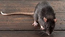 Eine Ratte sitzt auf einem Holzboden. Ratten gibt es fast überall - und sie sind uns Menschen sogar nützlich. Die Nagetiere können allerdings auch zur Plage werden. | Bild: colourbox.com