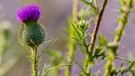 Eine von vielen Wildblumenarten die ihr im Garten entdecken könnt | Bild: picture-alliance/Goldmann