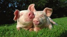 Das Schwein gilt als Glücksbringer, nicht nur zu Silvester und Neujahr. Hier liegen zwei junge Ferkel auf einer Wiese. | Bild: Image Source