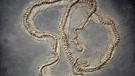 Eine versteinerte Schlange aus der Grube Messel | Bild: picture-alliance/dpa