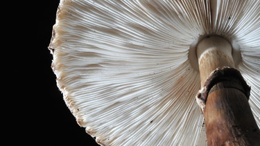 Lamellen des Parasols, einem essbaren Pilz | Bild: picture-alliance/dpa