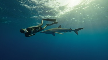 Apnoe-Taucherin Anna von Boetticher beim Tauchen mit einem Blauhai. Das Bild ist bei den Dreharbeiten der NDR-Doku-Reihe "Waterwoman" entstanden. Anna von Boetticher ist schon oft mit Haien getaucht. Dabei ist sie noch nie von einem Hai angegriffen worden.  | Bild: NDR/Waterwoman