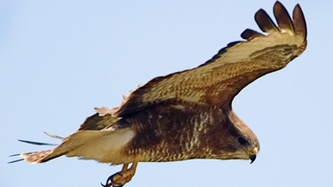 Fliegen wie ein Vogel: Bionik - aus Natur wird Technik, im Bild: ein fliegender Bussard | Bild: picture-alliance/dpa