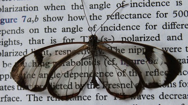 Bionik - lässt sich die Natur auf die Technik übertragen? Ein Vorbild der Natur: der Glasflügel-Schmetterling (Greta oto)  | Bild: Radiwanul Hassan Siddique KIT Karlsruhe