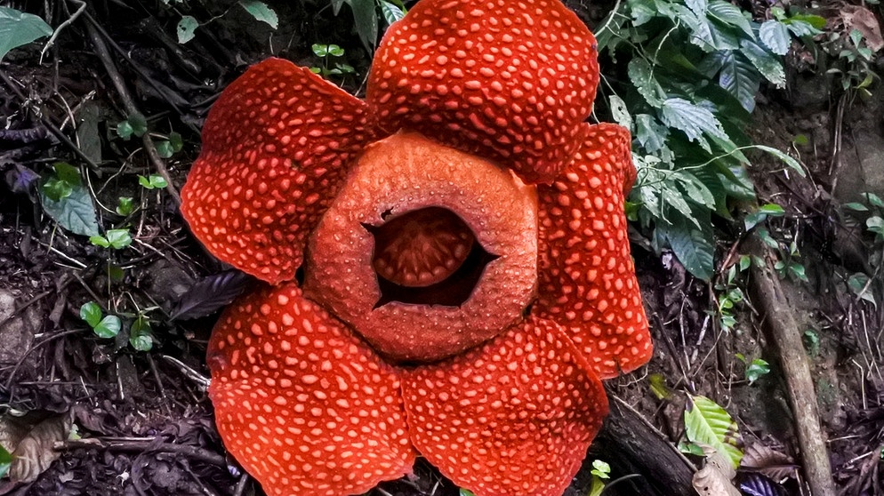 Lockt Aasfliegen nicht nur mit ihrem Geruch zum Bestäuben an: die Rafflesia, eine Pflanze. Neben dem Duft wird der Fliege durch eine leicht erhöhte Temperatur im Pflanzeninneren zusätzlich vorgegaukelt, dass sie es tatsächlich mit verwesendem Fleisch zu tun hat. | Bild: picture-alliance/dpa/Xinhua News Agency/Putra Tanhar