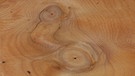 Eibenholz eignet sich zum Bau von Waffen und Musikinstrumenten. Es ist hart, aber elastisch. Früher war die Eibe für ihr hartes, aber elastisches Holz sehr geschätzt. Verabscheut wurde der Baum, weil fast alle seine Teile giftig sind. | Bild: picture alliance/imageBROKER/Sunbird Images