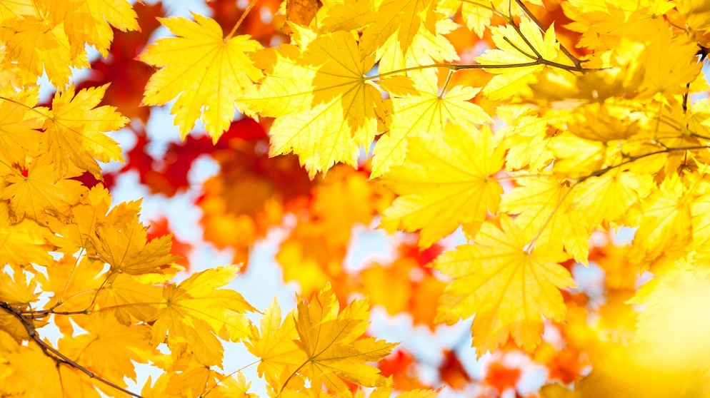 Blätter im Herbst. Wir helfen Ihnen dabei, die Blätter zu bestimmen. Welches Blatt gehört zu welchem Baum? | Bild: colourbox.com