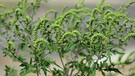 Eingewanderte, also invasive Pflanzenart: die beifußblättrige Ambrosie - ein Neophyt | Bild: picture-alliance/dpa