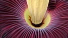Titanwurz bei der Blüte 2012 in einem Botansichen Garten in Kiel. Die Titanwurz oder Titanenwurz (Amorphophallus titanum) gilt als größte Blume der Welt. Mit ihrem Aasgeruch lockt die Blüte Aaskäfer an, die sie bestäuben. Die Titanwurz zählt zu den Kesselfallenblumen. | Bild: picture-alliance/dpa
