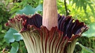 Titanwurz bei der Blüte 2013 im Palmengarten in Frankfurt am Main. Die Titanwurz oder Titanenwurz (Amorphophallus titanum) gilt als größte Blume der Welt. | Bild: picture-alliance/dpa
