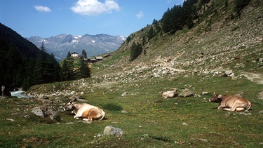 Kühe auf einer Almwiese. Der Bergwald in Bayern musste in den vergangenen Jahrhunderte an vielen Orten in den Alpen Almen und Viehweiden weichen. Jetzt wird der Wald in Bayern vielerorts wieder aufgeforstet. | Bild: picture-alliance/dpa