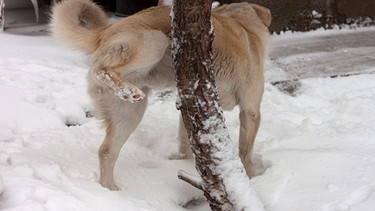 Die Leiden der Stadtbäume: Hund pinkelt an einen Baumstamm. | Bild: colourbox.com