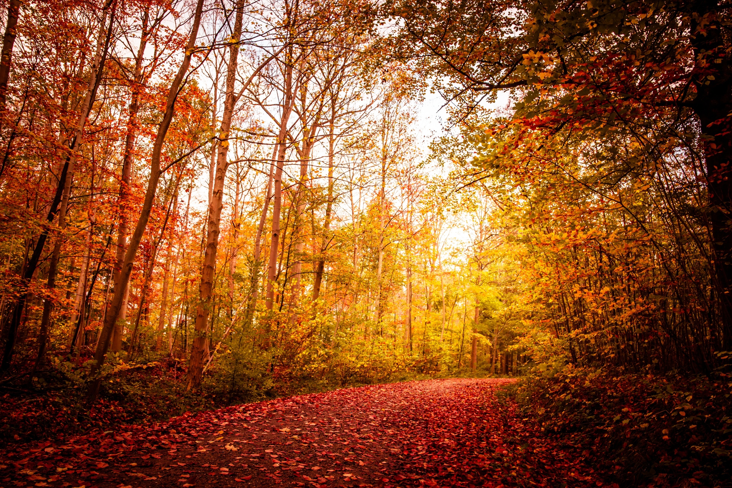 Bäume und Herbstlaub auf Waldweg. Im Herbst färben sich die Blätter bunt und fallen von den Bäumen. Wisst ihr, warum es so viele bunte Blätter im Herbst gibt und warum die Bäume ihre Blätter verlieren? Wir erklären euch, was hinter der Farbenpracht im Herbst steckt.  | Bild: colourbox.com