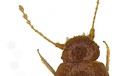 Nach Greta Thunberg wurde ein winziger Käfer benannt: "Nelloptodes gretae" ist rund ein Millimeter groß und honigfarben. | Bild: Michael Darby/Entomologist's Monthly Magazine/AP/dpa