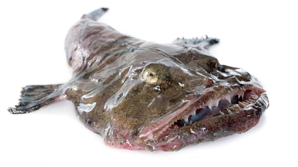 Ein toter Seeteufel. Der Speisefisch ist häufig überfischt und deshalb in bestimmten Regionen sehr selten geworden. | Bild: colourbox.com