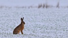 Ein Feldhase auf einem schneedecktem Feld. Der Lebensraum des Feldhasen ist bedroht. | Bild: picture-alliance/dpa