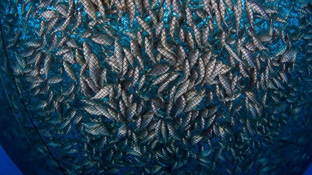 Zu sehen ist ein großes Netz im Meer prall gefüllt mit kleinen Fischen. Fischbestände sind weltweit gefährdet. Dabei wäre es leicht, etwas gegen die Überfischung zu unternehmen und Fische zu schützen.  | Bild: picture alliance/Design Pics/Dave Fleetham