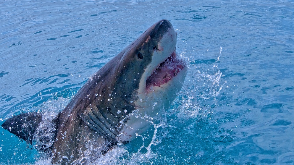 Ein Weißer Hai an der Wasseroberfläche. Seine Schnauze, das geöffnete Maul und die rasiermesserscharfen Zähnen sind zu sehen. Haiangriffe passieren sehr selten – es sind eher die Haie, die gefährdet sind und unseren Schutz brauchen. | Bild: colourbox.com, Al Carrera