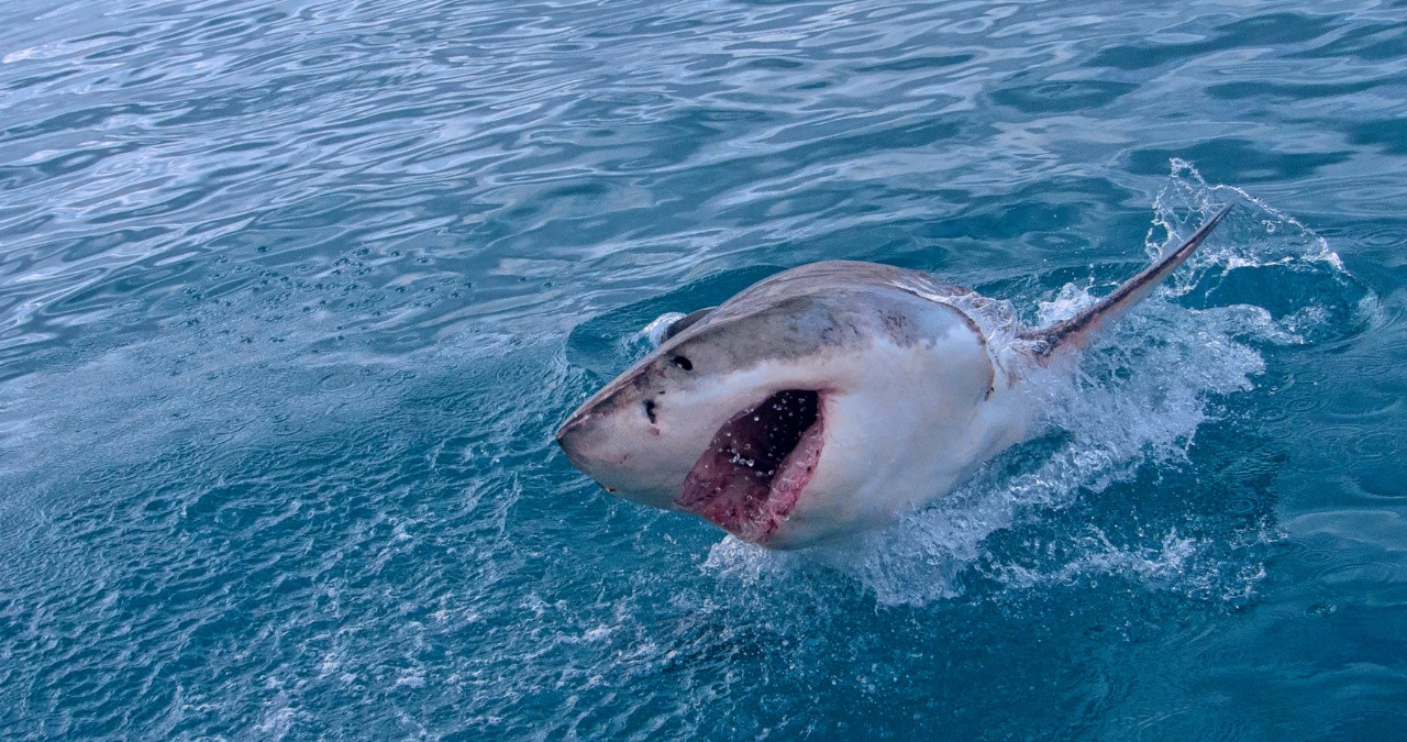 Ein großer Weißer Hai springt aus dem Meer. Wir erklären, wie gefährlich Haie wirklich sind und wie ihr Haiangriffe vermeiden könnt. | Bild: colourbox.com, Al Carrera