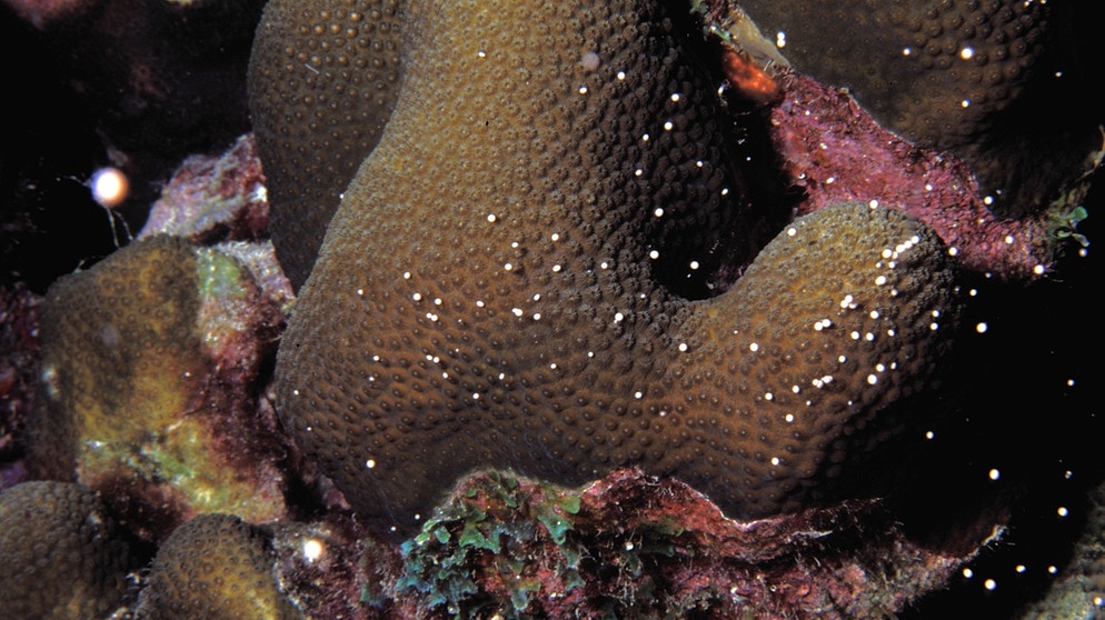 Das Laichen der Korallen wird vom Mondlicht reguliert. Wie genau, das ergab eine im August 2021 veröffentlichte Studie von Wissenschaftlern aus Taiwan. Im Bild: Laichende Korallen in Curacao. | Bild: picture-alliance/dpa/blickwinkel/AGAMI/R. Riemer | AGAMI/R. Riemer