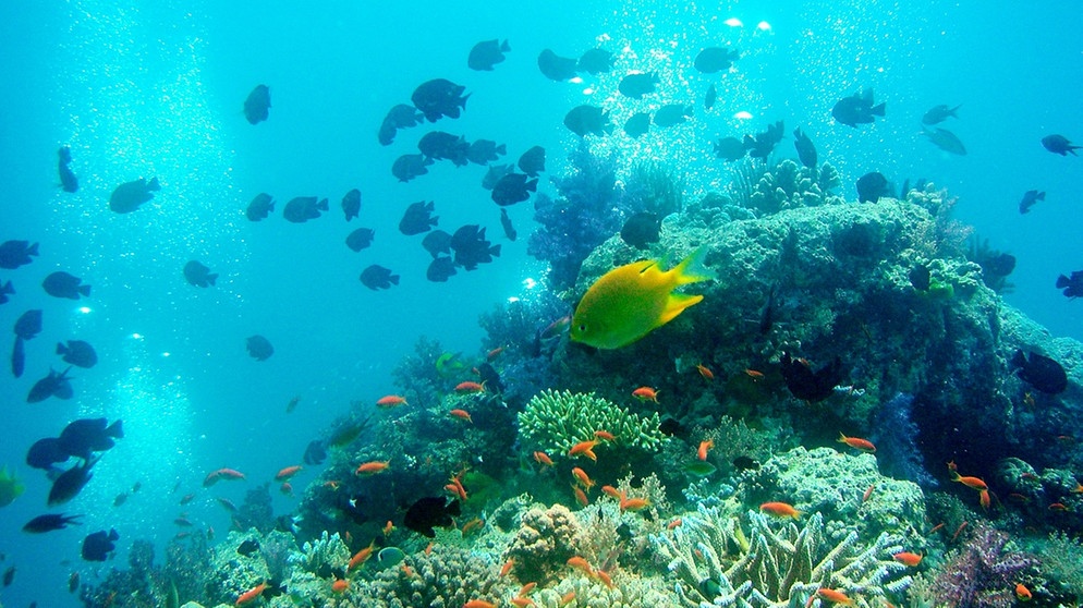 Korallenriff in Thailand | Bild: picture-alliance/dpa/HJS-Sportfotos/Hans-Jürgen Schmidt
