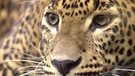 Der Leopard ist ein Schleichjäger: Stundenlang liegt er auf der Lauer und pirscht sich an seine Beutetiere heran | Bild: picture-alliance/dpa