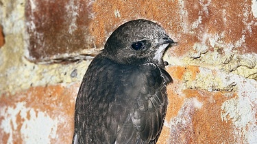 Mauersegler an Ziegelwand. Die Vögel finden bei uns immer weniger geeignete Brutplätze und stehen daher längst auf der Roten Liste: Mauersegler sind gefährdet. | Bild: picture-alliance/dpa