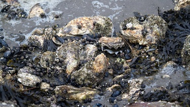 Pazifische Austern, Wattenmeer | Bild: picture-alliance/dpa