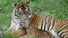 Sumatratiger, eine von sechs Tigerarten in Asien. Tiger (Panthera tigris) sind vom Aussterben bedroht. | Bild: picture-alliance/dpa