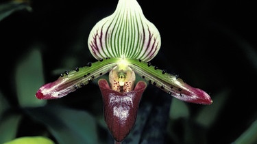 Der Venusschuh (hier: Paphiopedilum callosum) ist eine dem Frauenschuh stark ähnelnde Orchidee Südostasiens. Auch viele Venusschuh-Arten sind auf der Roten Liste der IUCN zu finden. | Bild: VanLap Hoang/IUCN Red List/dpa