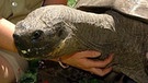 Echte Landschildkröte Harriet  mit Pflegerinnen | Bild: picture-alliance/dpa