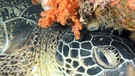 Meeresschildkröte | Bild: colourbox.com