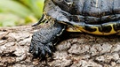 Cumberland-Schmuckschildkröte (Sßwasserschildkröte)  | Bild: colourbox.com