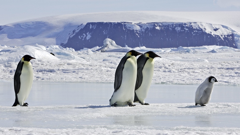Kaiserpinguine.Es gibt rund 17 oder 18 Pinguin-Arten auf der Südhalbkugel: Sie sind virtuose Schwimmer, treue Partner, häufig homosexuell und teils vom Aussterben bedroht.  | Bild: dpa-Bildfunk