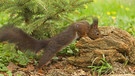 Europäisches/eurasisches Eichhörnchen | Bild: Imago/blickwinkel
