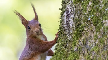 Europäisches Eichhörnchen (Sciurus vulgaris) auf einem moosbedeckten Baum. | Bild: picture-alliance/dpa