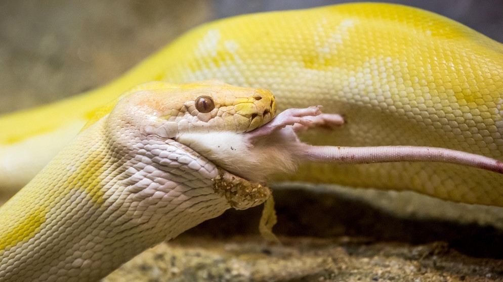 Gelbe Schlange mit Maus im Maul | Bild: colourbox.de