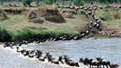 Gnus in der Serengeti | Bild: picture-alliance/dpa