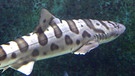 Leopardenhai im Aquarium | Bild: picture-alliance/dpa