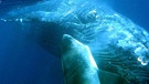 Tigerhaie greifen einen Buckelwal an | Bild: picture-alliance/dpa