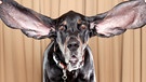 Black and Tan Coonhound mit langen Ohren. Viele von uns lieben Hund und Katze. Doch bei der Zucht steht das Tierwohl nicht immer an erster Stelle. Denn die "Schönheitsideale", auf die einige Rassen hingezüchtet werden, können den Haustieren enormes Leid zufügen. | Bild: picture-alliance/dpa