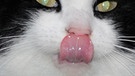 Schleckermäulchen Katze | Bild: colourbox.com
