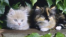 Zwei junge Katzen | Bild: picture-alliance/dpa