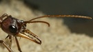 Ameise: Je besser ihre Fühler geputzt sind, desto besser kann sie schmecken und riechen. Die Insekten gehören zu gigantischen Ameisenstaaten. | Bild: picture-alliance/dpa